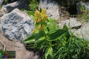 gentiana punctata